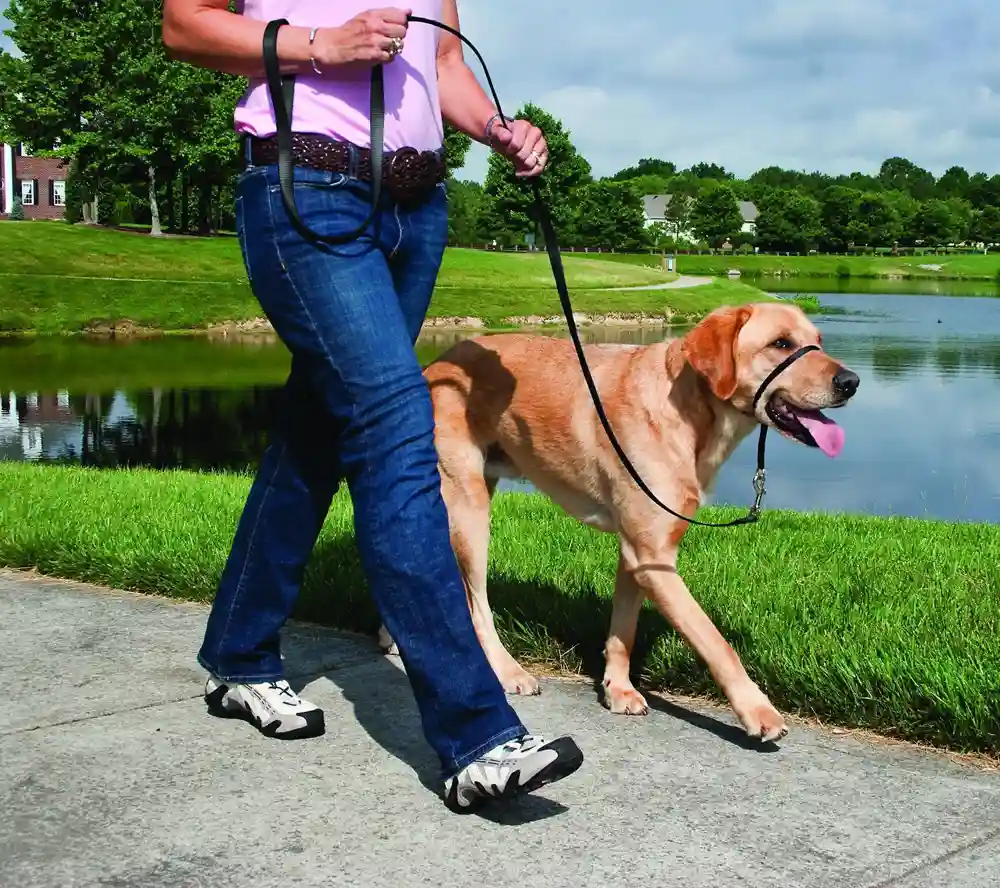 Gentle Leader Headcollar Large 60 130 Lbs Black