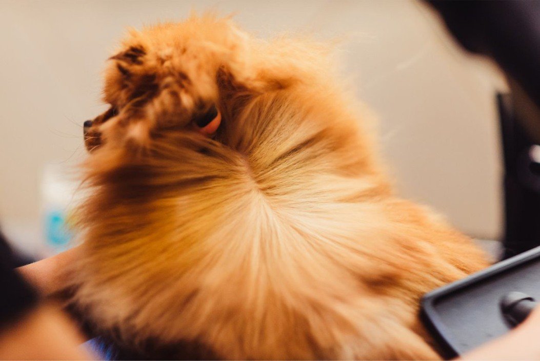 A dog getting its fur blow dried.